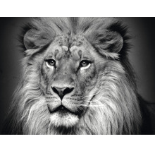 Papier peint panoramique intissé HRBP000002 Lion noir et blanc 5 pces 243 x 184 cm
