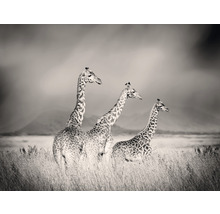 Papier peint panoramique intissé HRBP000004 Girafes 5 pces 243 x 184 cm