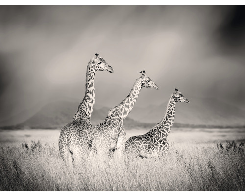 Papier peint panoramique intissé HRBP000004 Girafes 5 pces 243 x 184 cm