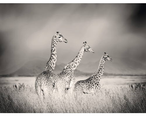 Papier peint panoramique intissé HRBP000004 Girafes 5 pces 243 x 184 cm Photographie en noir et blanc de trois girafes dans un champ