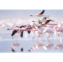 Fototapete Vlies HRBP000003 Flamingo 5-tlg. 243 x 184 cm