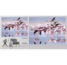 Fototapete Vlies HRBP000003 Flamingo 5-tlg. 243 x 184 cm