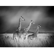 Fototapete Vlies HRBP000005 Giraffen schwarz-weiß 5-tlg. 243 x 184 cm