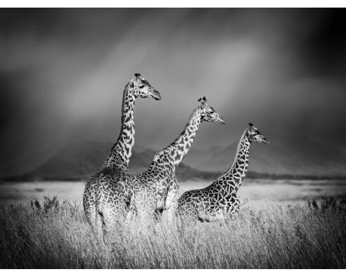 Papier peint panoramique intissé HRBP000005 Girafes noir et blanc 5 pces 243 x 184 cm