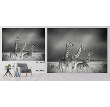 Fototapete Vlies HRBP000005 Giraffen schwarz-weiß 5-tlg. 243 x 184 cm