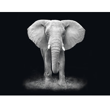 Fototapete Vlies HRBP000006 Elefant schwarz-weiß 5-tlg. 243 x 184 cm