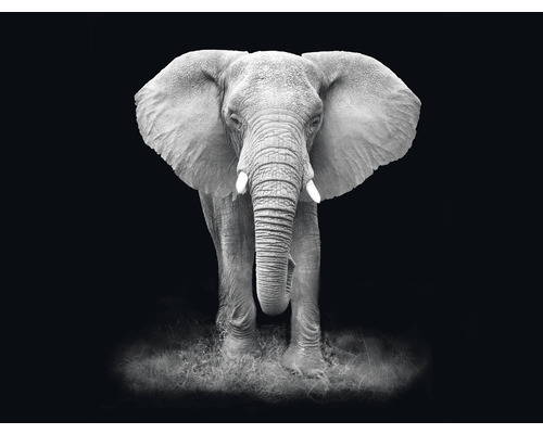 Papier peint panoramique intissé HRBP000006 Éléphant noir et blanc 5 pces 243 x 184 cm