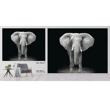 Fototapete Vlies HRBP000006 Elefant schwarz-weiß 5-tlg. 243 x 184 cm