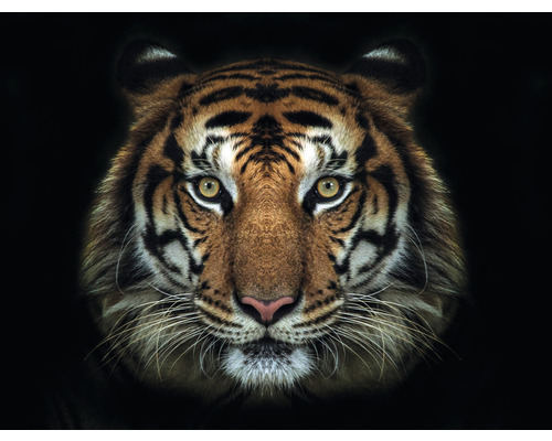 Papier peint panoramique intissé HRBP000009 Tigre 5 pces 243 x 184 cm