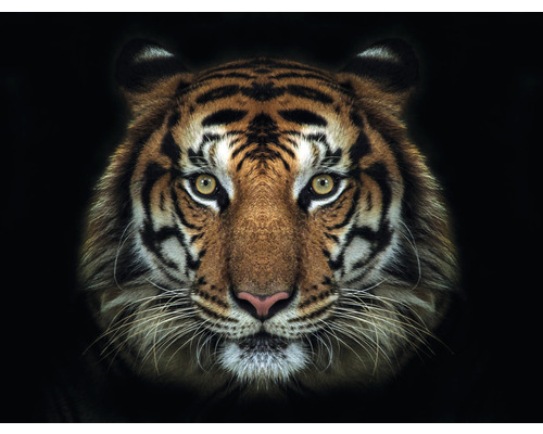 Papier peint panoramique intissé HRBP000009 Tigre 5 pces 243 x 184 cm Gros plan sur le visage d''un tigre avec un motif de fourrure
