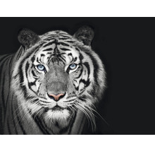 Fototapete Vlies HRBP000010 Tiger schwarz-weiß 5-tlg. 243 x 184 cm