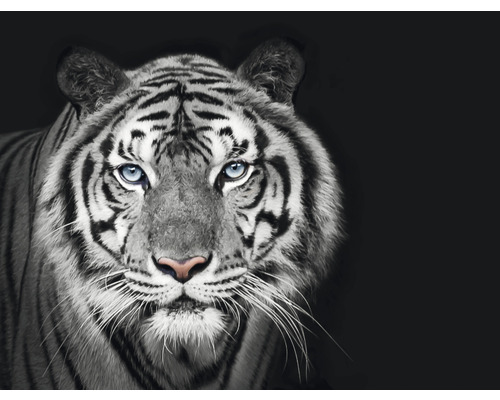 Papier peint panoramique intissé HRBP000010 Tigre noir et blanc 5 pces 243 x 184 cm