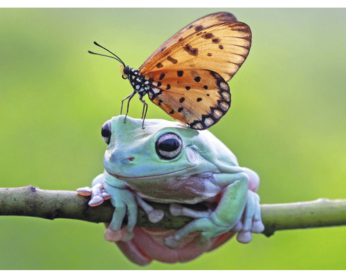 Fototapete Vlies HRBP000012 Frosch + Schmetterling 5-tlg. 243 x 184 cm