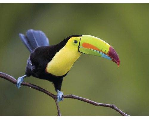 Papier peint panoramique intissé HRBP000060 Toucan 5 pces 243 x 184 cm Toucan sur une branche