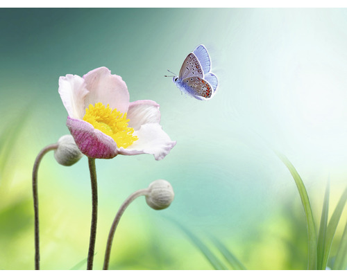 Papier peint panoramique intissé HRBP000061 Fleur avec papillon 5 pces 243 x 184 cm