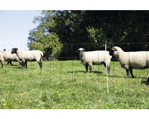 Clôture, grillage pour moutons Titan Light double pointe 50 m x 90 cm orange-noir Moutons derrière une clôture électrique dans un champ