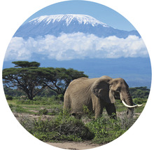 Papier peint panoramique intissé HRBC200082 Kilimanjaro Éléphant Ø 190 cm