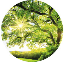 Fototapete Vlies HRBC200081 Baum mit Sonnenstrahlen Ø 190 cm