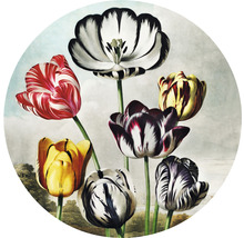 Illustration de fleurs de tulipes avec différents motifs floraux