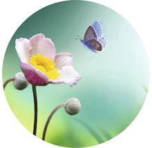 Papier peint panoramique intissé HRBC200061 Fleur avec papillon Ø 190 cm