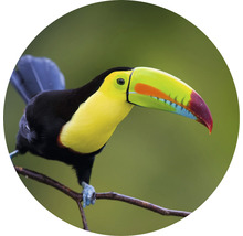 Papier peint panoramique intissé HRBC200060 Toucan Ø 190 cm