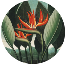 Papier peint panoramique intissé HRBC200039 Thornton Strelitzia Ø 190 cm