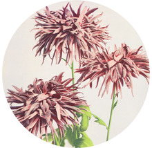 Fototapete Vlies HRBC200035 Chrysanthemen Ø 190 cm