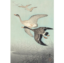 Illustration von fliegenden Gänsen über Schilfgras
