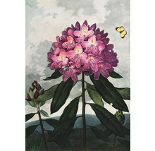 Fototapete Vlies HRBP200037 Thornton Rhododendron 4-tlg. 194 x 280 cm