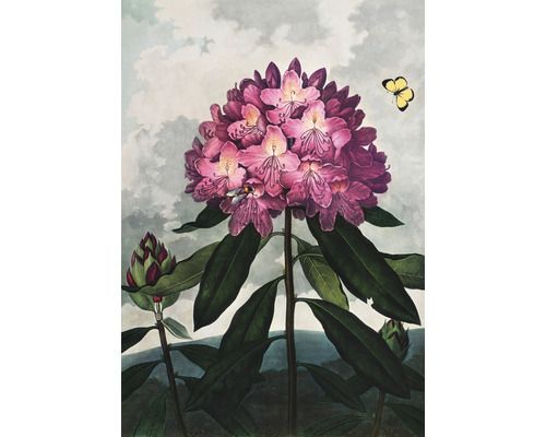 Papier peint panoramique intissé HRBP200037 Thornton Rhododendron 4 pcs. 194 x 280 cm