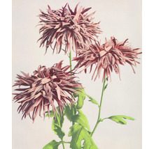 Illustration von drei blühenden Chrysanthemen mit Stielen und Blättern