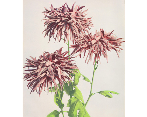 Papier peint panoramique intissé HRBP300035 chrysanthèmes 5 pces 243 x 280 cm Illustration de trois chrysanthèmes en fleurs avec leurs tiges et feuilles