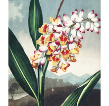 Illustration einer tropischen Ingwerpflanze mit Blüten und Blättern