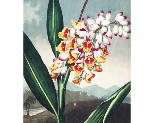 Papier peint panoramique intissé HRBP300052 Thornton Gingembre tropical 5 pces 243 x 280 cm Illustration d''une plante de gingembre tropicale avec des fleurs et des feuilles