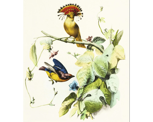 Fototapete Vlies HRBP300058 Vogel Illustration 1 5-tlg. 243 x 280 cm