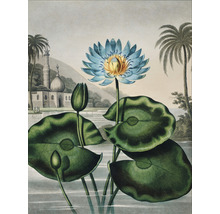 Illustration von Seerosen im Teich vor einem Gebäude