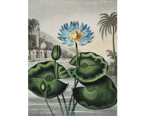Papier peint panoramique intissé HRBP300050 Thornton Le nénuphar bleu d'Egypte 5 pces 243 x 280 cm Illustration de nénuphars dans un étang devant un bâtiment
