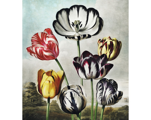 Papier peint panoramique intissé HRBP300077 Thornton tulipes 5 pces 243 x 280 cm Peinture avec différentes tulipes devant un paysage