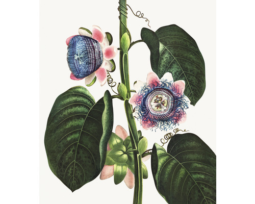 Papier peint panoramique intissé HRBP300078 Thornton passiflore 5 pces 243 x 280 cm Illustration d''une fleur de la passion avec des feuilles et des fleurs