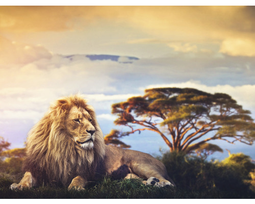 Papier peint panoramique intissé HRBP000082 Kilimanjaro Lion 5 pces 243 x 184 cm