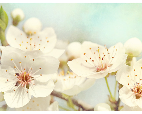Papier peint panoramique intissé HRBP000098 Fleur de cerisier 5 pces 243 x 184 cm