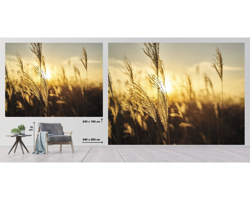 Papier peint photo avec des herbes à contre-jour, tailles 243 x 184 centimètres et 340 x 254 centimètres