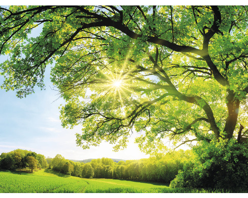 Papier peint panoramique intissé HRBP100081 Arbre avec rayons de soleil 7 pces 340 x 254 cm Image de paysage avec arbre, prairie et soleil