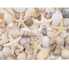 Verschiedene Muscheln und Seesterne
