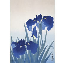 Fototapete Vlies HRBP200072 Iris 4-tlg. 194 x 280 cm