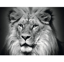 Portrait en noir et blanc d''un lion