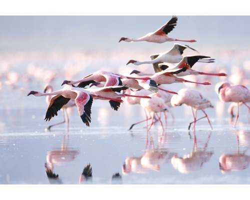 Fototapete Vlies HRBP100003 Flamingo 7-tlg. 340 x 254 cm