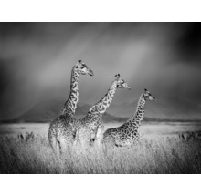 Photographie en noir et blanc de trois girafes dans un champ