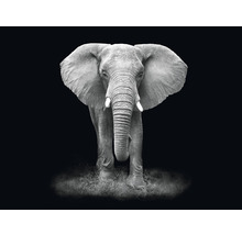 Fototapete Vlies HRBP100006 Elefant schwarz-weiß 7-tlg. 340 x 254 cm