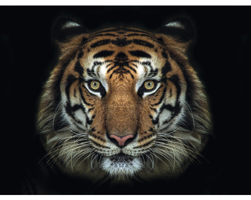 Fototapete Vlies HRBP100009 Tiger 7-tlg. 340 x 254 cm